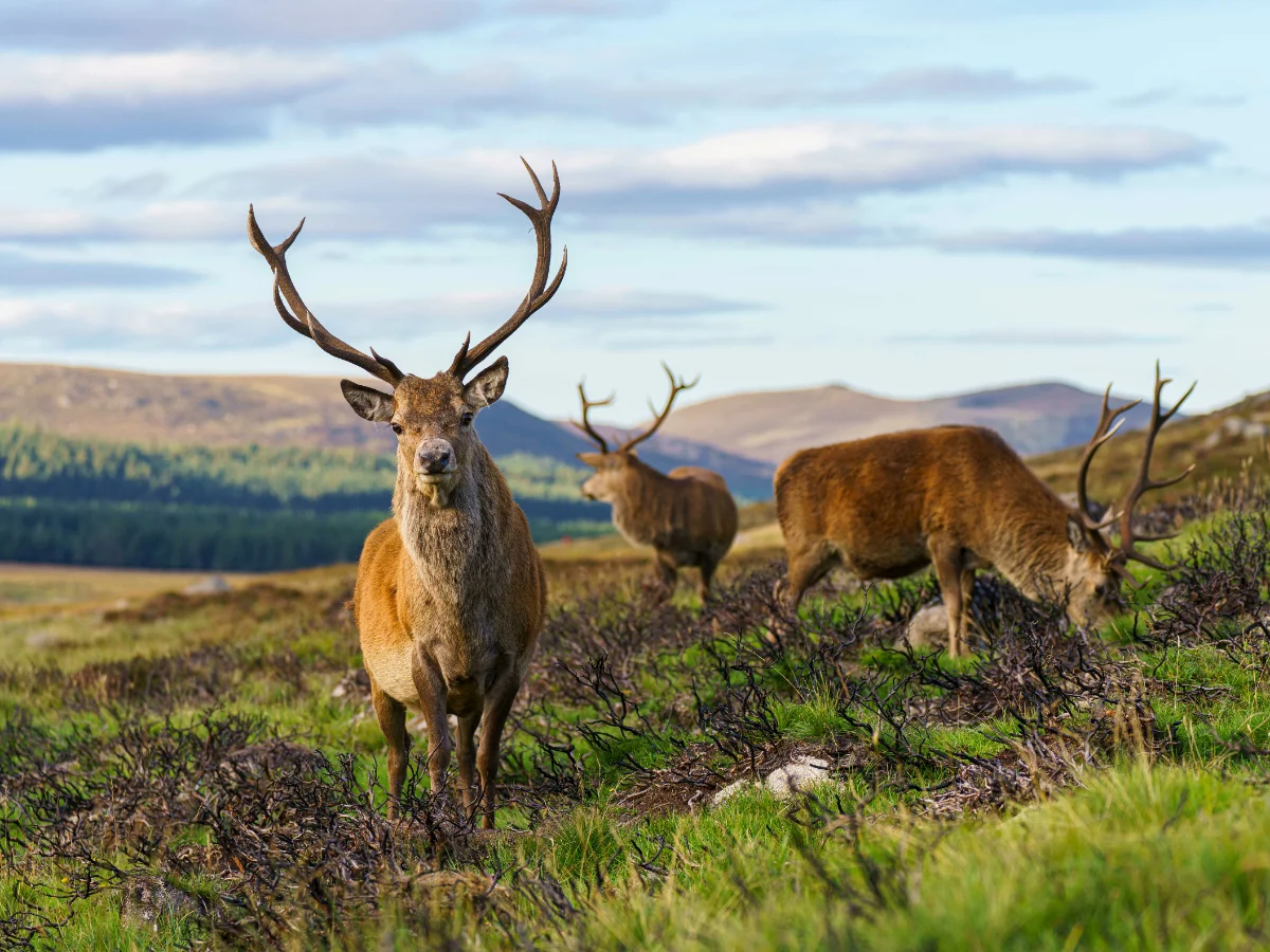 Scottish Highlands
